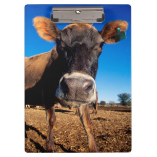A Jersey cow being inquisitive Clipboard