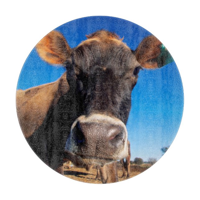 A Jersey cow being inquisitive Cutting Board (Front)
