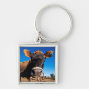 A Jersey cow being inquisitive Key Ring