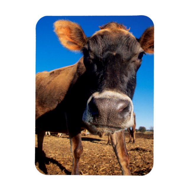 A Jersey cow being inquisitive Magnet (Vertical)