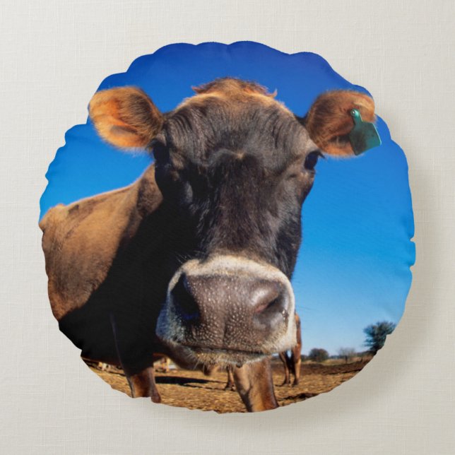 A Jersey cow being inquisitive Round Cushion (Front)