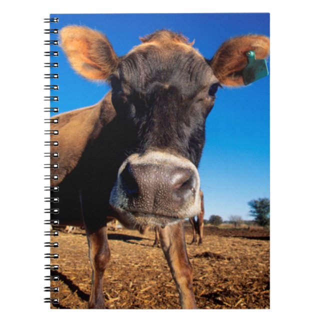 A Jersey cow being inquisitive Spiral Notebook (Front)