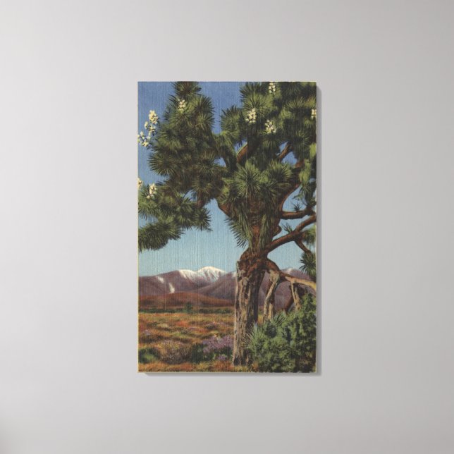 A Joshua Palm in Bloom in Californian Desert Canvas Print (Front)