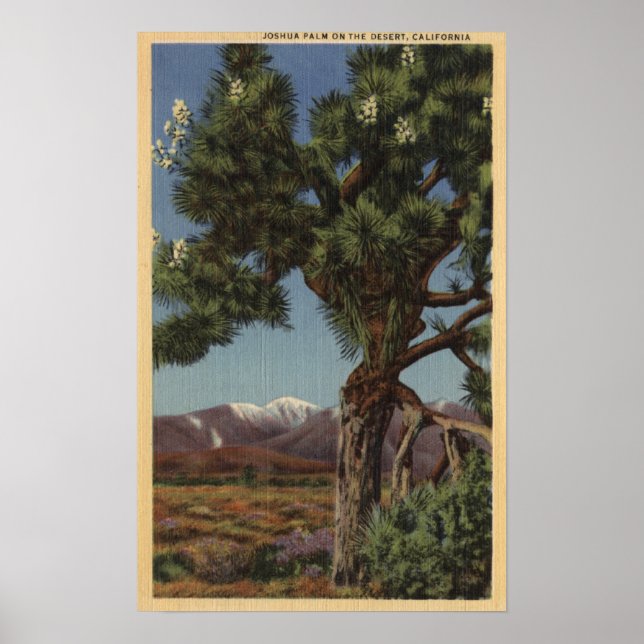 A Joshua Palm in Bloom in Californian Desert Poster (Front)