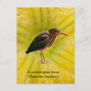 A juvenile Green Heron (Butorides virescens) Holiday Postcard