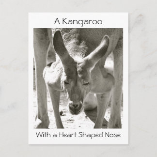 A Kangaroo With a Heart Shaped Nose Postcard