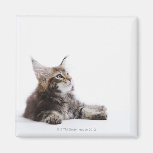 A kitten of Maine Coon cat Magnet (Front)