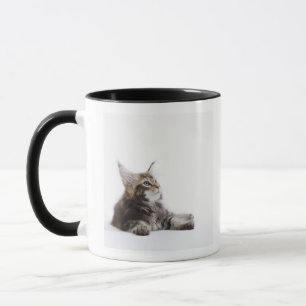 A kitten of Maine Coon cat Mug