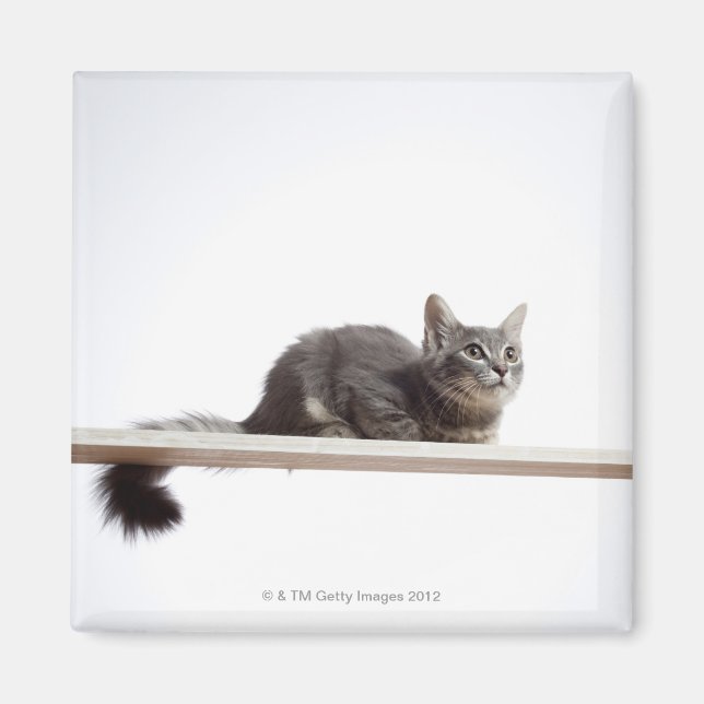 A kitten of Saiberian cat on the board Magnet (Front)