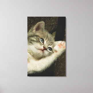 A kitten, with large blue eyes, lays on it's canvas print
