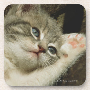 A kitten, with large blue eyes, lays on it's coaster