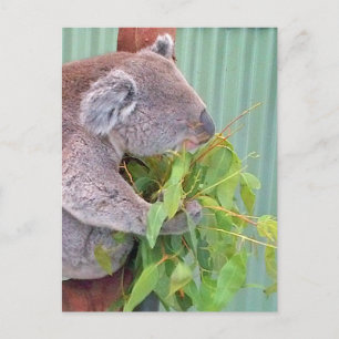 A Koala in Australia Postcard
