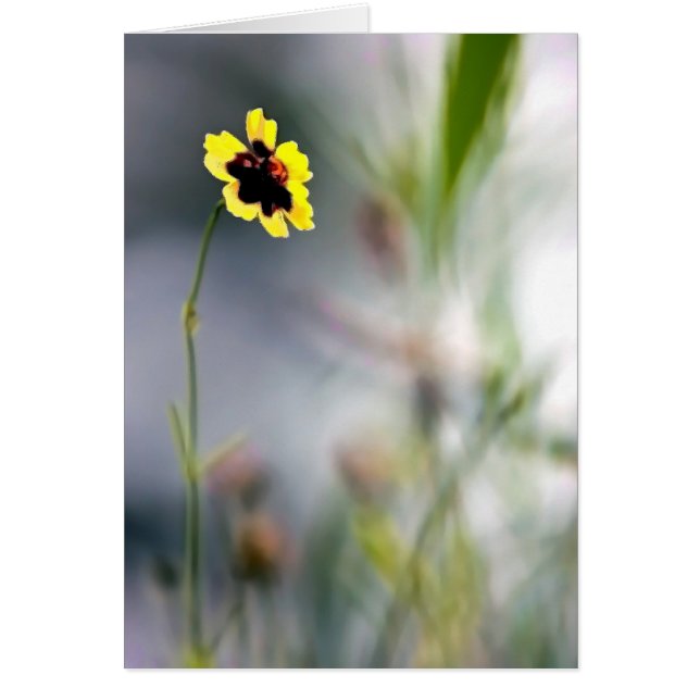 A Lack of Focus-Single Blossom (Front)