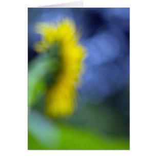 A Lack of Focus-Sunflower