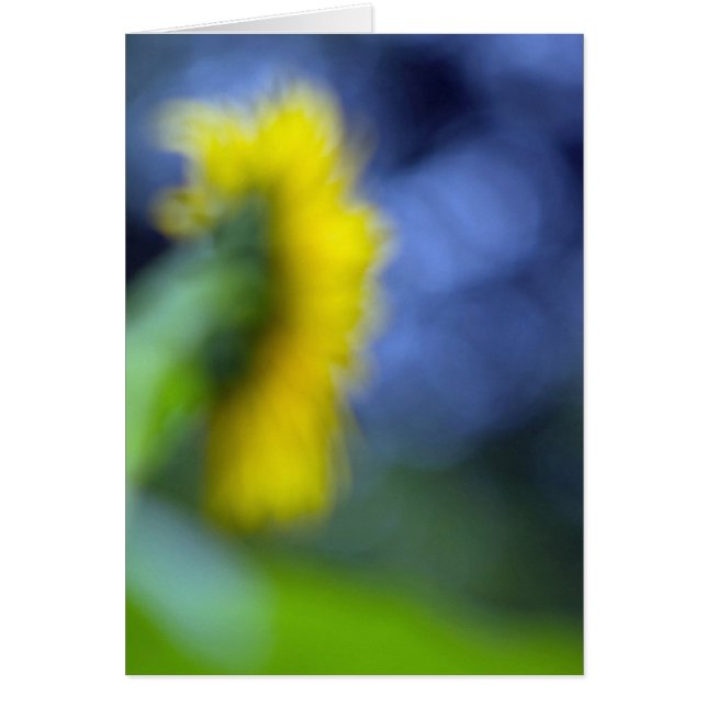 A Lack of Focus-Sunflower (Front)