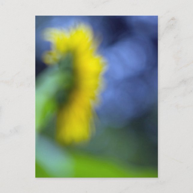 A Lack of Focus-Sunflower Postcard (Front)