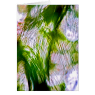 A Lack of Focus-Willow
