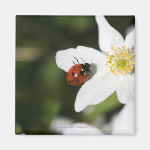 A ladybird on a wood anemone Stockholm Sweden. Magnet