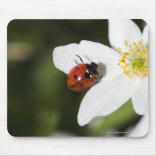 A ladybird on a wood anemone Stockholm Sweden. Mouse Pad