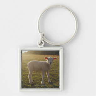 A Lamb at the Setting of the Sun Sweden Key Ring