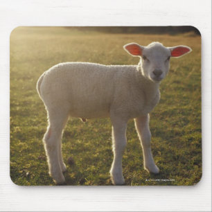 A Lamb at the Setting of the Sun Sweden Mouse Pad