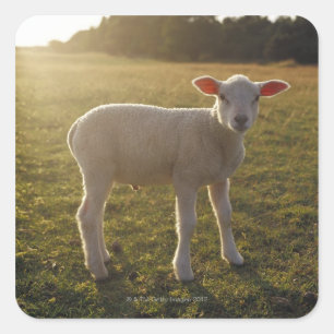 A Lamb at the Setting of the Sun Sweden Square Sticker