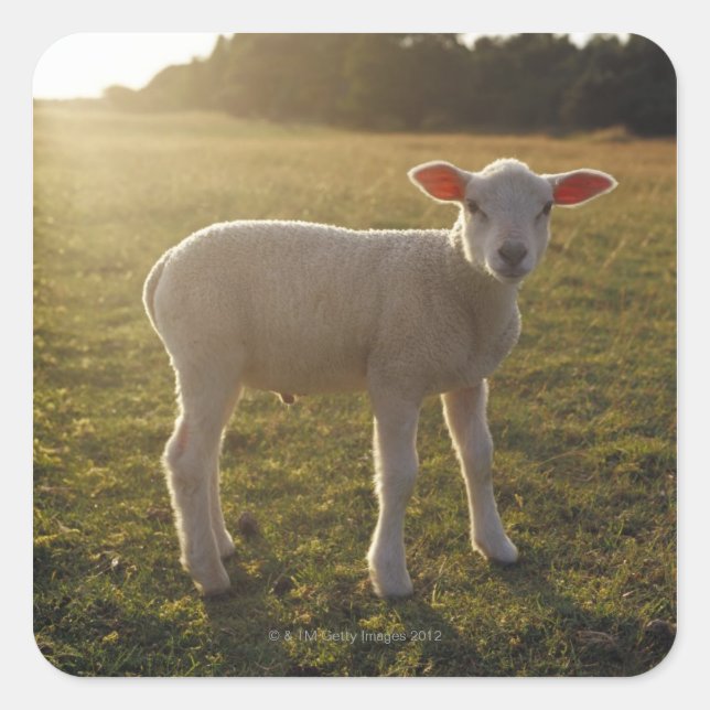 A Lamb at the Setting of the Sun Sweden Square Sticker (Front)