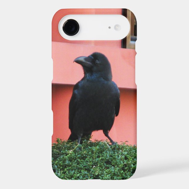 A Large-Billed Jungle Crow A Perch On A Cloud Tree (Back)