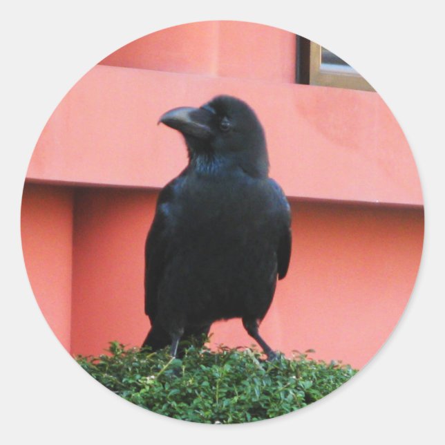 A Large-Billed Jungle Crow A Perch On A Cloud Tree Classic Round Sticker (Front)