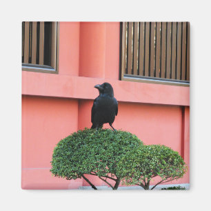 A Large-Billed Jungle Crow A Perch On A Cloud Tree Magnet