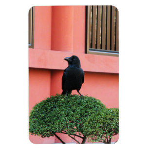 A Large-Billed Jungle Crow A Perch On A Cloud Tree Magnet