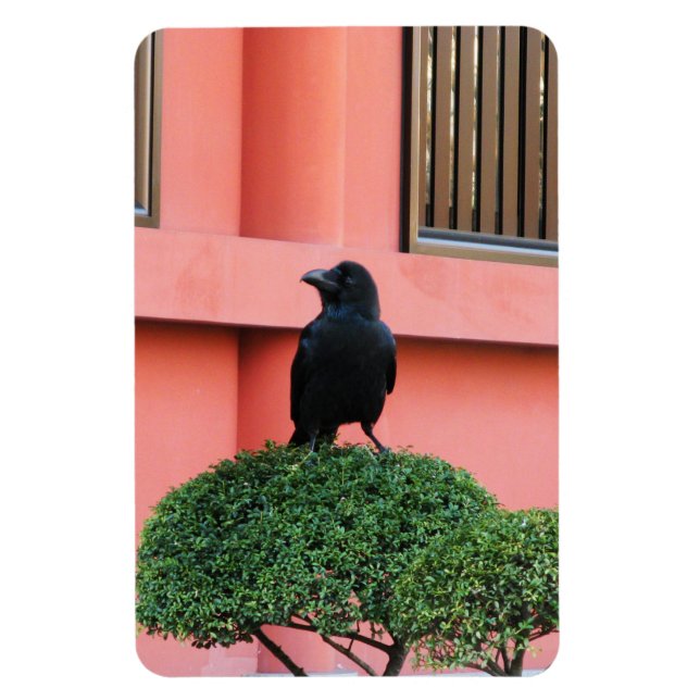 A Large-Billed Jungle Crow A Perch On A Cloud Tree Magnet (Vertical)