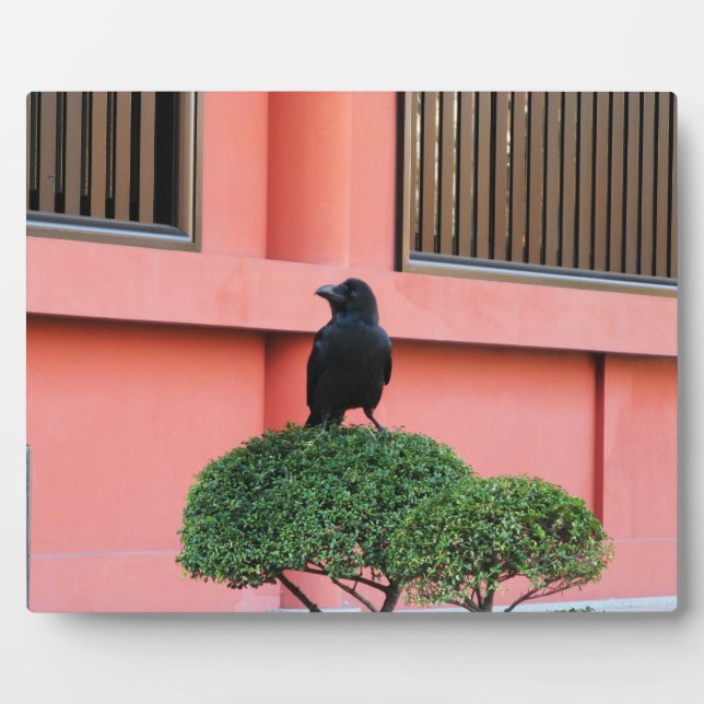 A Large-Billed Jungle Crow A Perch On A Cloud Tree Plaque (Front)