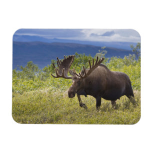 A large bull moose stands among willows magnet