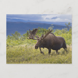 A large bull moose stands among willows postcard
