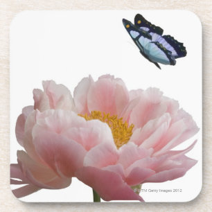 a large pink peony is visited by a ethereal coaster