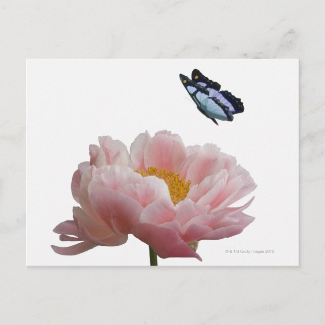 a large pink peony is visited by a ethereal postcard (Front)