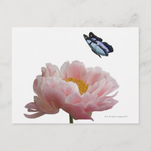 a large pink peony is visited by a ethereal postcard