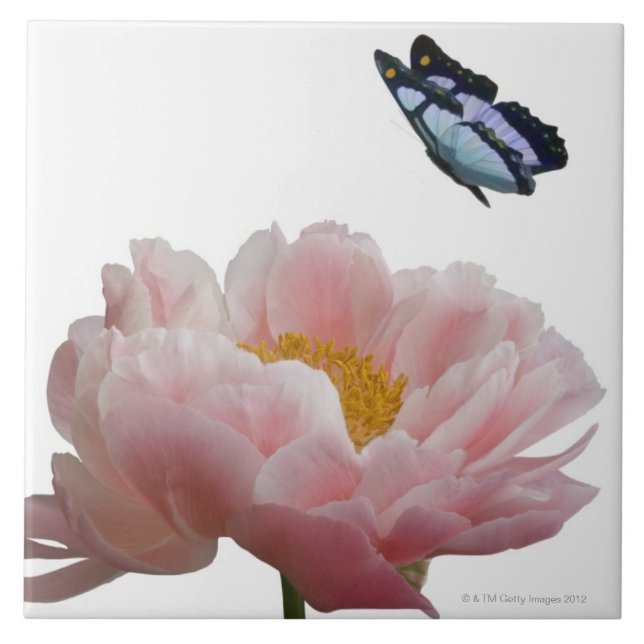 a large pink peony is visited by a ethereal tile (Front)