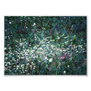 A Lark in a Meadow Photo Print