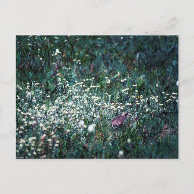 A Lark in a Meadow Postcard (Front)