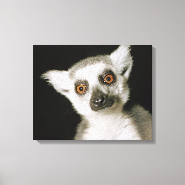 A lemur. canvas print (Front)