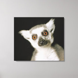 A lemur. canvas print