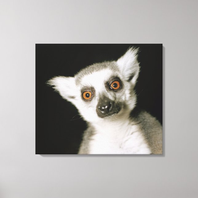 A lemur. canvas print (Front)