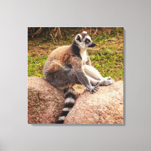 a lemur of a madagascar on stretched  canvas print
