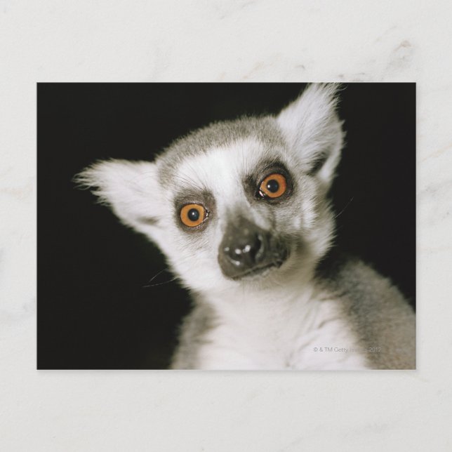 A lemur. postcard (Front)