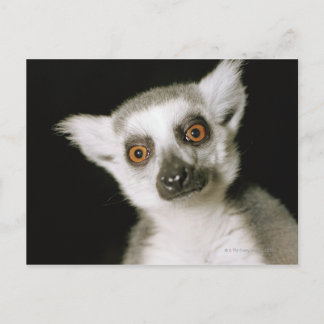 A lemur. postcard