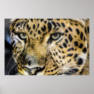 A Leopard's Eyes Poster