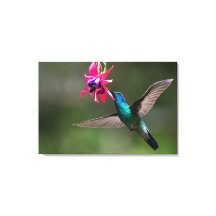 A Lesser Violetear Hummingbird in the Cloud Forest
