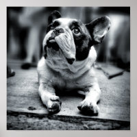 A Lil' French Bulldog Waits